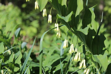 Obraz premium Pflanze