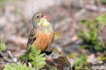 Ortolan Bunting