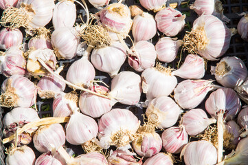 Aglio biologico nel cesto