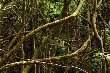 Tree branches in lush green forest