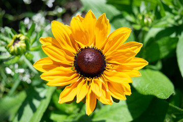 yellow flower close up