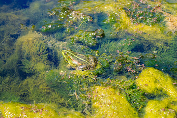 frog in the pond