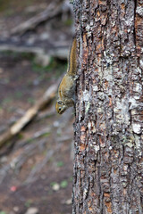 A small squirrel climbing on a tree.