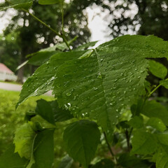 Water Droplets on Leaf
