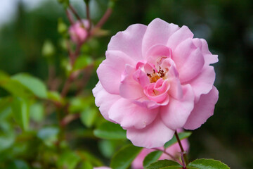 A photo close up of a pink rose on a green background