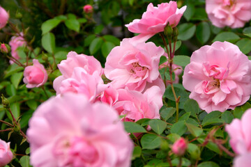 A photo close up of a pink rose on a green background