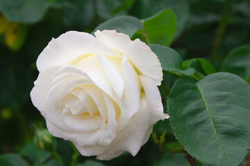 A photo close up of a white-yellow rose on a green background