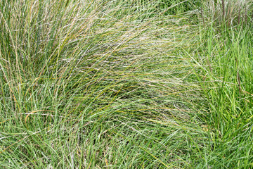 green grass background