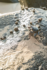 Beautiful Rocks with crabs at Cachorro Beach, Fernando de Noronha Marine National Park , a Unesco World Heritage site, Pernambuco, Brazil