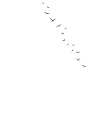 vector background with flying birds on the right side.