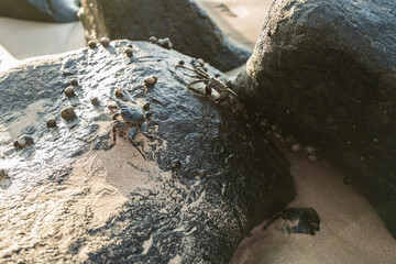 Beautiful Rocks with crabs at Cachorro Beach, Fernando de Noronha Marine National Park , a Unesco World Heritage site, Pernambuco, Brazil