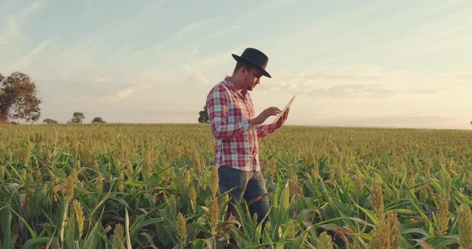 Agronomist holds tablet touch pad computer in the corn field and examining crops before harvesting. Agribusiness concept. Brazilian farm.