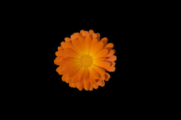 An isolated image of an orange Calendula, or Pot Marigold, flower against a black background