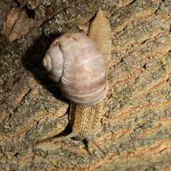 Grape snail early morning