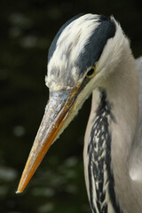Grey Heron, Oxfordshire, May 2015