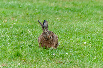 Cute hare in the grass