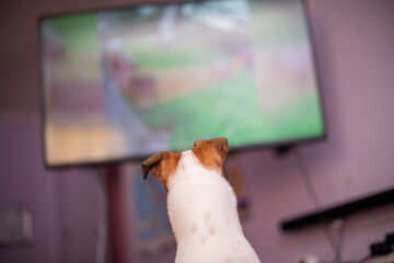 Rear view of pet watching television at home