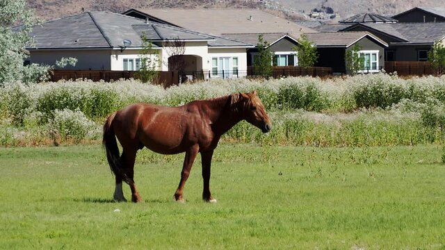 Wild horses in the wetlands of Reno grazing on green grass