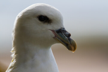 Fulmar, Northumberland, June 2015