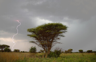 Kruger National Park, Mpumalanga / South Africa - 11/20/2007: Lightning strikes next to a tree