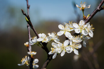 White plum blossoms on a twig.