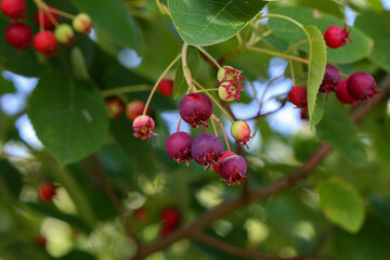 Amelanchier lamarckii ripe and unripe fruits on branches