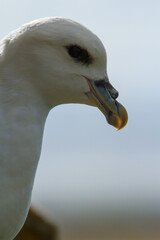 Fulmar, Northumberland, June 2015