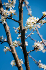 White plum blossoms on a twig.
