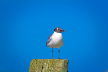 black headed seagul