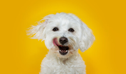 Funny dog licking its lips with tongue out. Isolated on yellow background. - obrazy, fototapety, plakaty