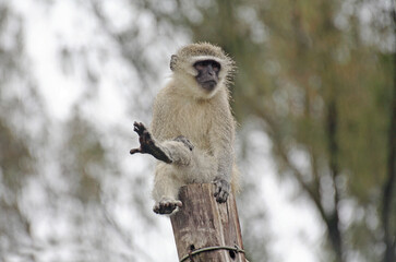 Durban, Kwa-Zulu Natal / South Africa - 12/08/2007: Monkey balances on a telephone pole