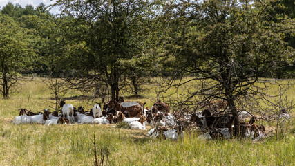 At the wildlife sanctuary Höltigbaum - Goats