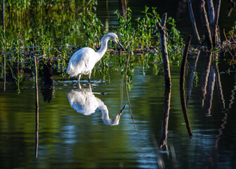 Obraz premium Snowy Egret mirrored in shallow water along the Shadow Creek Ranch Nature Trail in Pearland, Texas!