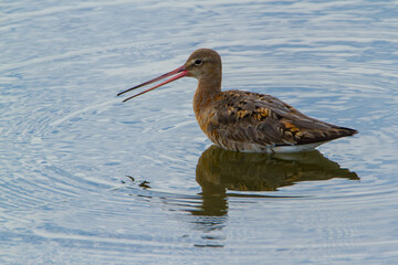 Black-tailed godwit, Dorset, August 2015