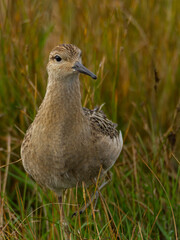 Ruff, Dorset, August 2015