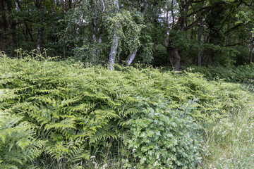 Fototapete bei efototapeten.de bestellen   