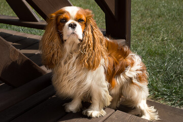 cavalier king charles spaniel on the grass near home.