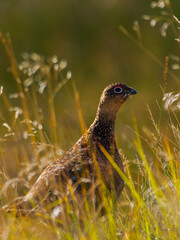 Red grouse, Durham, September 2015