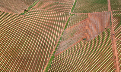 Cape Town, Western Cape / South Africa - 10/24/2011: Aerial photo of vineyards on a wine farm