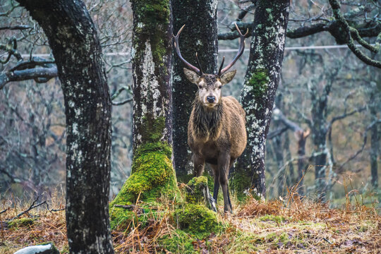 A scottish deer in the woods, Isle of Mull, Scotland.