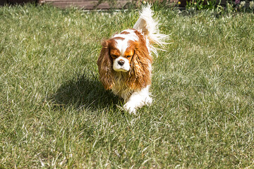 cavalier king charles spaniel on the grass near home.