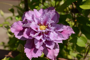 pink and purple flowers