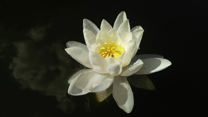 Fototapeta na wymiar white water lily swims in black water. pure, bright, white water flower. clouds are reflected in dark water. a close up of a flower. high quality photo