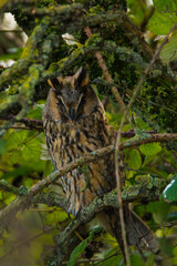 Long-eared owl, Durham, December 2015