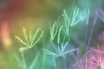 Obraz premium grass texture background used to make cards for the new year festival on valentines day, birthday, poster, christmas