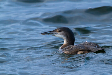 Great northern diver, Oxfordshire, December 2015