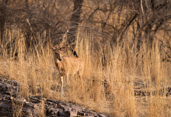 Cheetal on the rocks at Ranthambore National Park