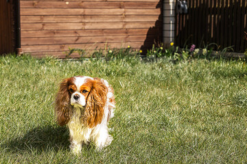 cavalier king charles spaniel on the grass near home.