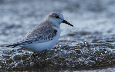 Sanderling, Oxfordshire, January 2016