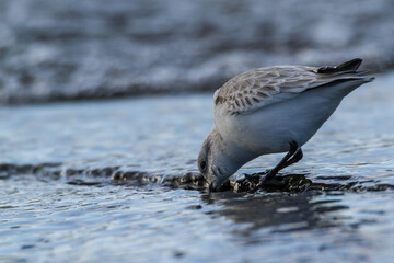 Sanderling, Oxfordshire, January 2016
